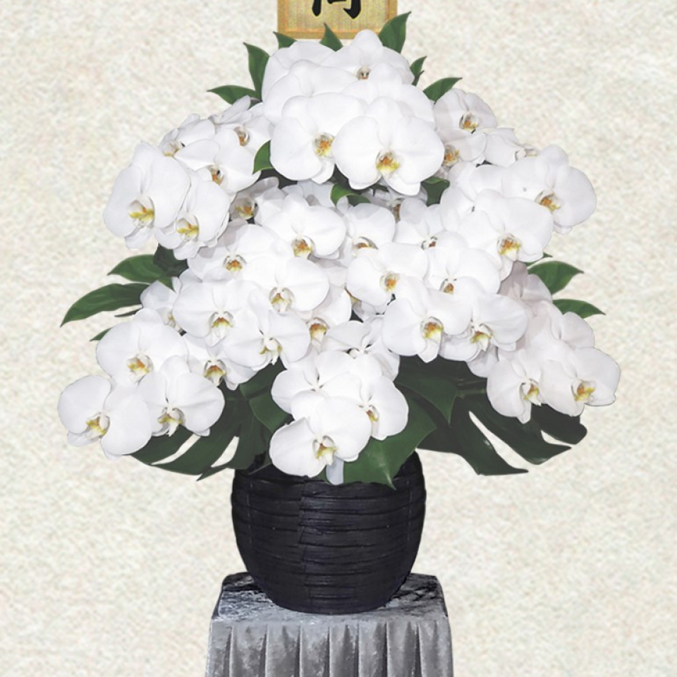吹田市の葬儀社である家族葬みかづきの胡蝶蘭供花(小)