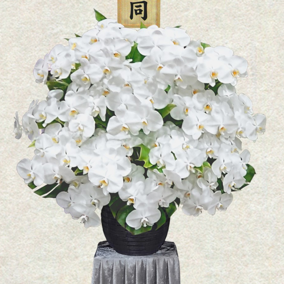 吹田市の葬儀社である家族葬みかづきの胡蝶蘭供花(大)